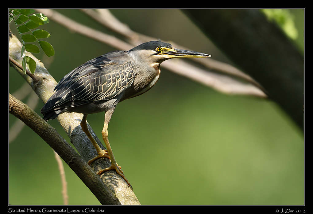 striated_heron_1306a[1]